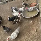 بط مصري