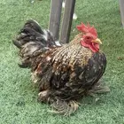 ديوك كوشن أهالي خوارج