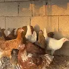 دجاج تركي