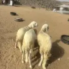 الشميسي طريق الخواجات