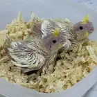 فروخ كروان لاتينو. عيون حمر الموقع الأحساء الدالوه