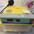 فقاسة بيض