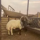 خروف نعيمي