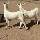 جفرات بيشيه