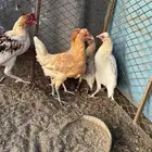 دجاج نضيف