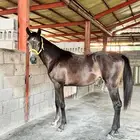 مهرة عربية شعبية فآخرة
