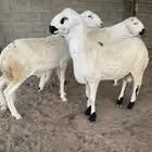 سواكن ثنيان العدد 3 تربيه ازود من 4 شهور