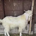 تيس مطور صنف للبيع