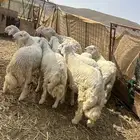 ذبائح للبيع يوجد ذبح وتوصيل