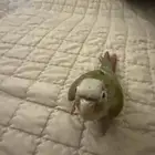 طير كنيور هدد خارجي داخلي