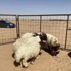 خرفان نعيم جبره