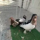 حمام ايراني مشهدي