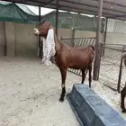 معزا رغايث كل واحده حدرها واحد. تيس وجفره
