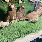 للبيع مجموعة بخارات