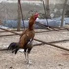 للبيع ديك باكستاني