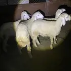 طليان شحم