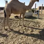 حشو 3 قعدان حاشي للبيع القرنه