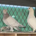 حمام صنعاني