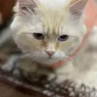 قط ذكر للتبني