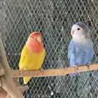روز