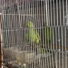 زوج درة منتج