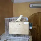 أنثى روز البينو