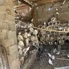 حمام بلدي وفي زاجل سلفر