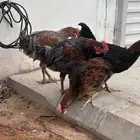 دجاج هجين ( الديك الاسترالوب والدجاجه براهما )