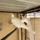 حمام ياكريم هولندي ابيض صك عيون حمر