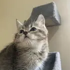 قط ذكر للبيع