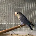 ( روز بسعر معقول )