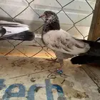 حمام بكستاني