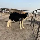 طلي نجدي صنف الصنف مشروع فحل العمر 4 أشهر