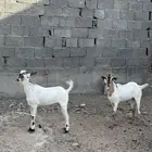 البيع تيوس يمنيه جذعان أسعار ما تلقاه في السوق