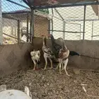 شامو يباني