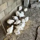 دجاج لاحم