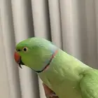 درة ذكر اليف حمامه