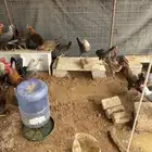 دجاج بياض بلدي ممتاز جدا جدا جدا