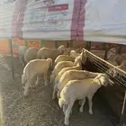 بهم حري العدد 25 كله خرفان العمر ثلاث شهور