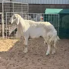 فحل حري مشروط ضراب وملطيه