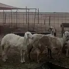رخال كفو مضربه كلها ماعدا واحده باقي