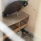 الرياض
