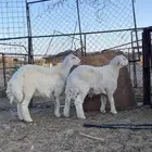 طليان