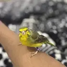 بندوق ياسمين اليف