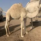 قعدان بريه طيبه جدا