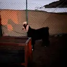 تيس بري