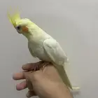 كروان اليف لاتينو