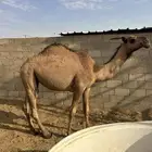 بكره حقه