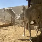 للبيع 2قعودين وضح واحد عمره حول خمس شهور والثاني مشروع فحل