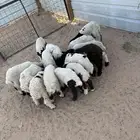 دواغير نعيم كبار العدد 14 فيها 12 خروف 2 رخال